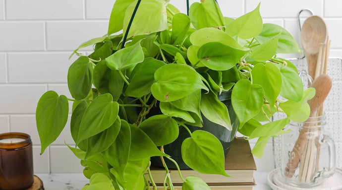 Más de 15 variedades de Filodendros que debes añadir a tu jardín interior