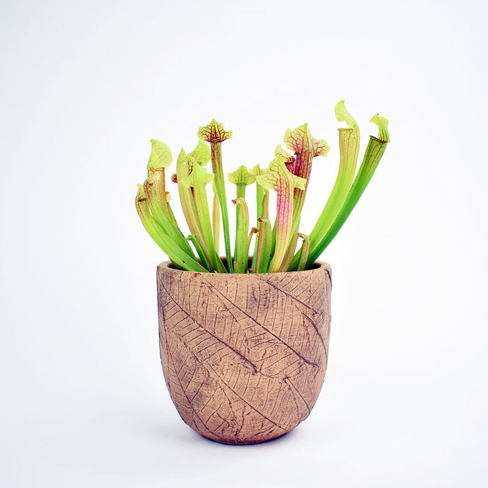 Pitcher Plant | Sarracenia