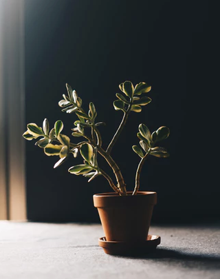 Formas comunes de matar a tus plantas y cómo salvarlas