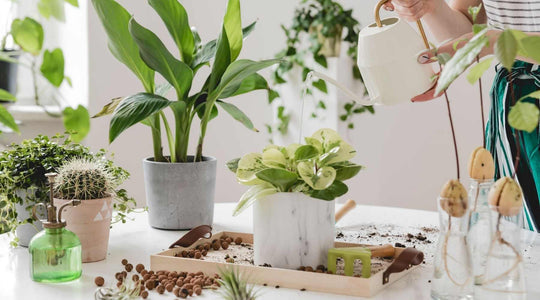 Las 5 mejores plantas para purificar el aire