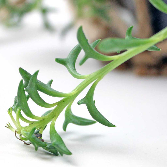 String of Dolphins | Senecio peregrinus