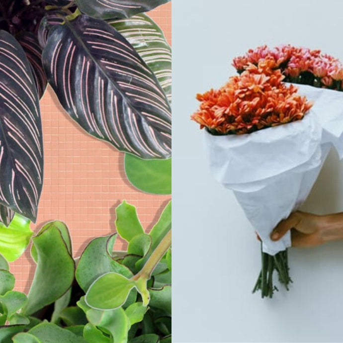 Plantas de interior vs. Flores: ¿regalas de forma sostenible?