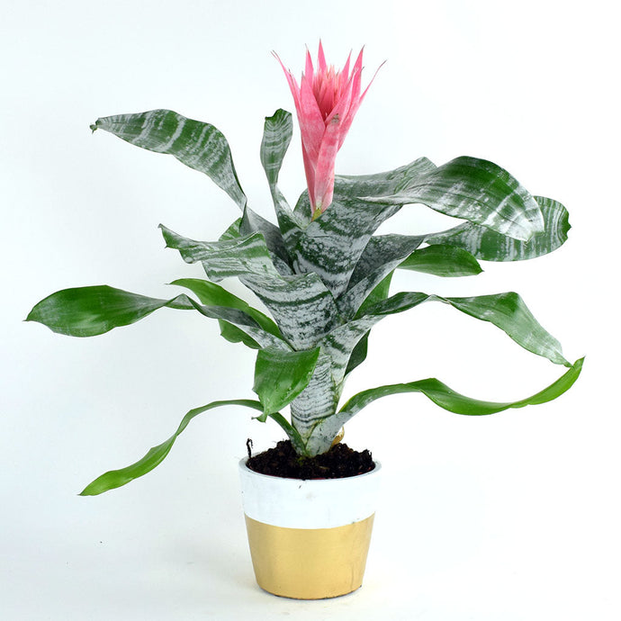 Urn Plant | Aechmea fasciata 'Griffe'