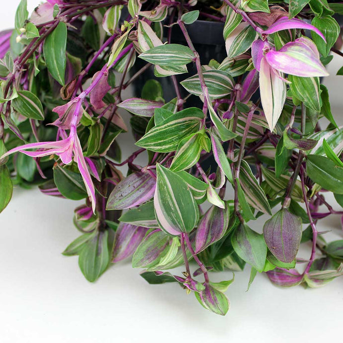 Why We're No Longer Using the Name Wandering Jew