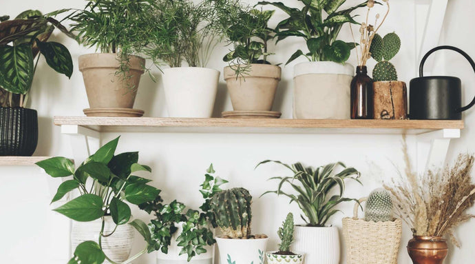 ¿Qué planta es mejor para cada Signo del Zodiaco?