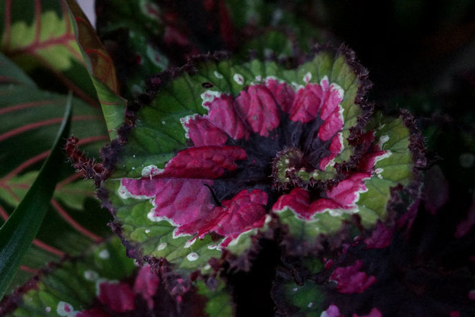 Nuestras plantas festivas favoritas