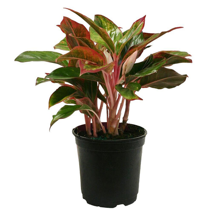 Chinese Evergreen 'Crete' | Aglaonema 'Crete'