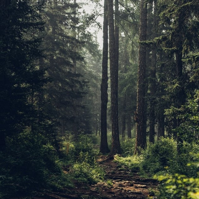 Baños de bosque: Beneficios, investigación y cómo hacerlo