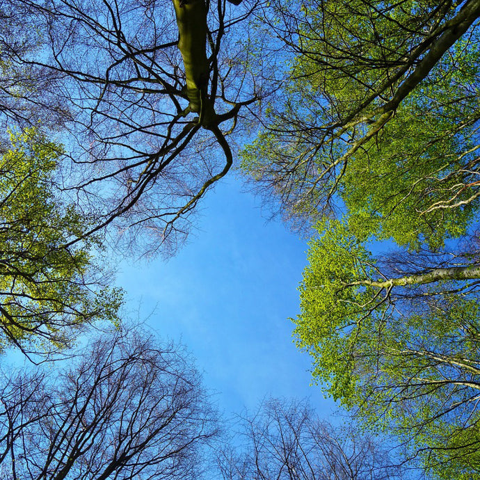 ¿Un baño de bosque? Un paseo por el parque