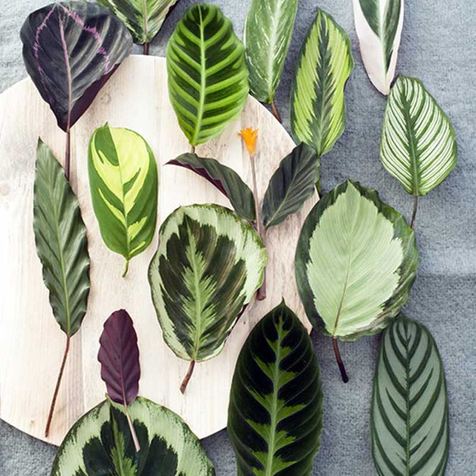 Básicos de la planta Calathea : Top 3 Plantas Calatheas