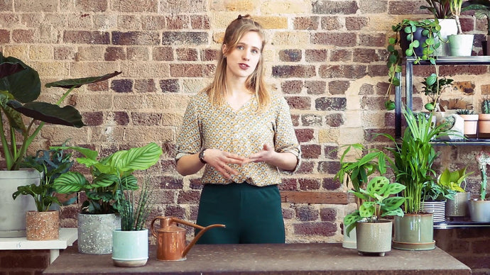 La luz y las plantas de interior con Mamá  Botánica