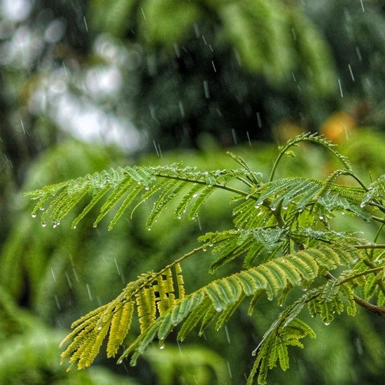 Descubre por qué la lluvia es una buena noticia