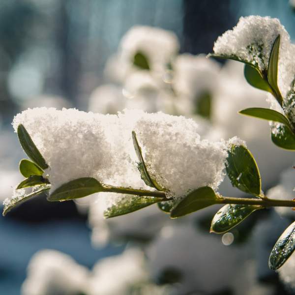 Cómo cuidar las plantas de interior cuando nieva