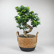 Bonsai Laurel de las indias | Ficus Microcarpa