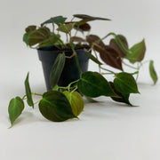 Philodendron hederaceum plant