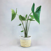 Alocasia Zebrina Tiger Plant