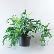 Hanging Blue Star Fern