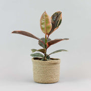 Ficus Elastica Belize | Ficus elastica 'Belize'