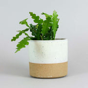 Fishbone Cactus in a white and beige pot