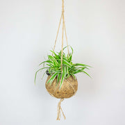 Chlorophytum comosum in a hanging kokodama bowl