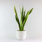 Sansevieria trifasciata 'Laurentii'