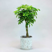 Cheflera 'Gold Capella' | Schefflera Arboricola 'Gold Capella'