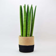 Culindrical snake plant on a beige and black basket